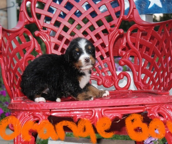 Medium Photo #7  Breeder Profile in FAIRLAND, OK, USA
