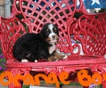 Small #6 Breeder Profile image
