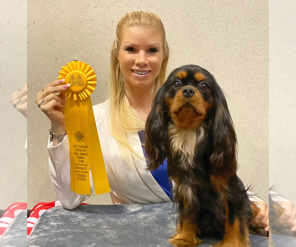 Medium Photo #7  Breeder Profile in MIAMI, FL, USA