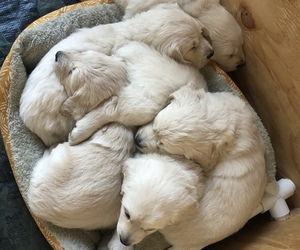 Main photo of Golden Retriever-Goldendoodle Mix Dog Breeder near EDMOND, OK, USA