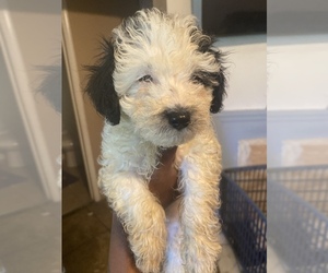 Poodle (Toy) Dog Breeder near MARRERO, LA, USA