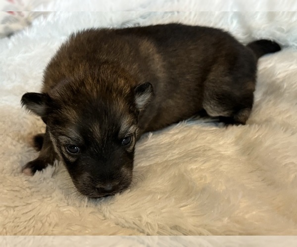 Medium Photo #15  Breeder Profile in ROYSE CITY, TX, USA