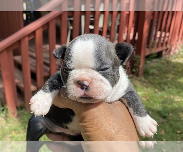 Medium Photo #1  Breeder Profile in EL DORADO, AR, USA