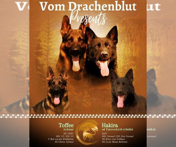 Medium Photo #1  Breeder Profile in SOUTHAVEN, MS, USA