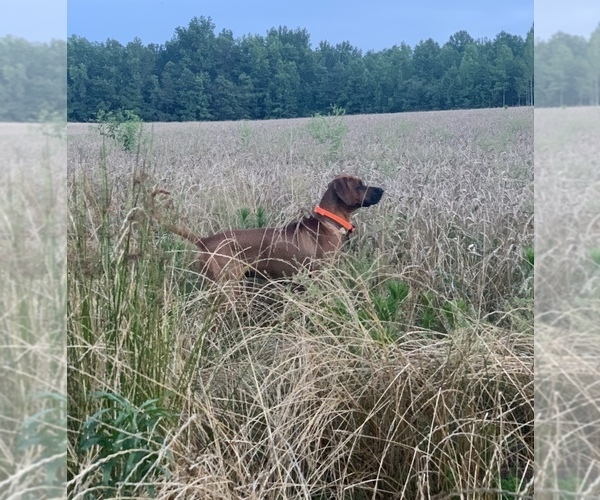 Medium Photo #1  Breeder Profile in ROUGEMONT, NC, USA