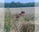 Small breeder photo