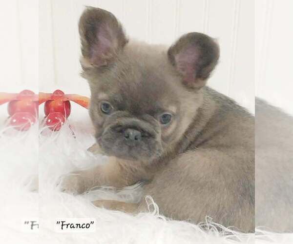 Medium Photo #20  Breeder Profile in COLONIAL BCH, VA, USA