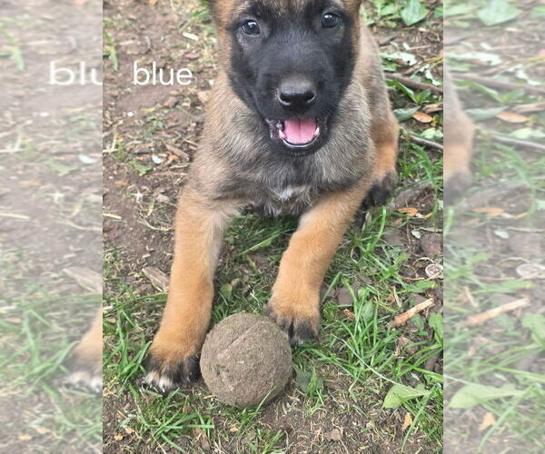 Medium Photo #9  Breeder Profile in OSHKOSH, WI, USA