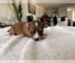Small #6 Breeder Profile image