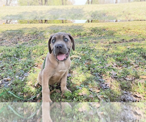 Medium Photo #13  Breeder Profile in NORMAN, OK, USA