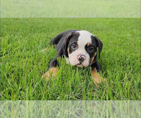 Medium Photo #8  Breeder Profile in SIOUX CENTER, IA, USA