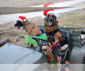 Belgian Malinois Dog Breeder near MINGUS, TX, USA