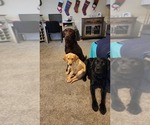 Small breeder photo
