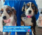 Small #30 Breeder Profile image