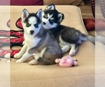 Small #13 Breeder Profile image