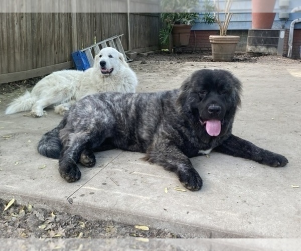 Medium Photo #63  Breeder Profile in TWINING, MI, USA