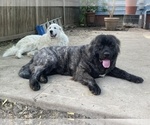 Small #62 Breeder Profile image