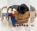 Small #1 Breeder Profile image