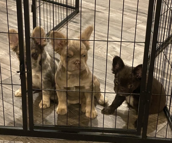 Medium Photo #1  Breeder Profile in TONGANOXIE, KS, USA