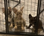 Small breeder photo