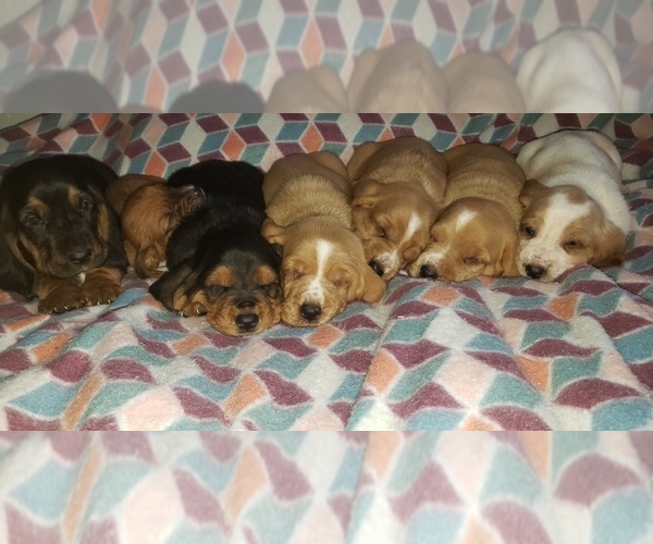 Medium Photo #1  Breeder Profile in WOODRUFF, SC, USA