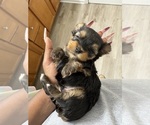 Small breeder photo