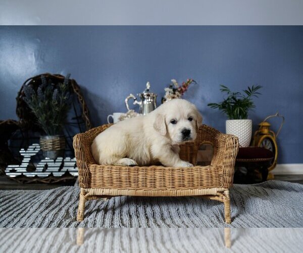 Medium Photo #23  Breeder Profile in URBANA, OH, USA