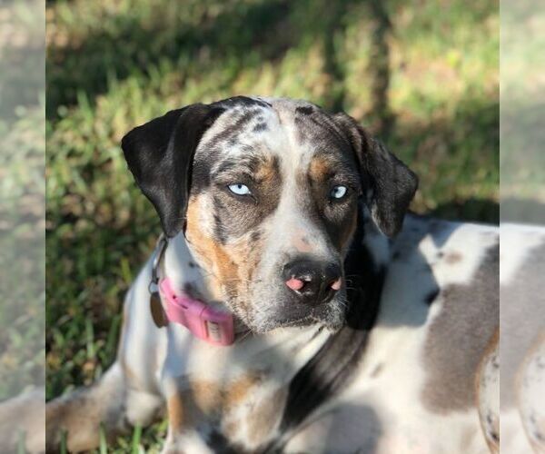Medium Photo #1  Breeder Profile in UVALDE, TX, USA