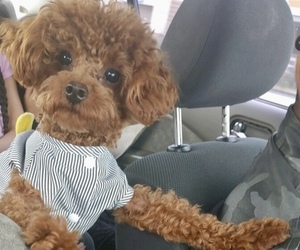 Poodle (Toy) Dog Breeder near MADERA, CA, USA