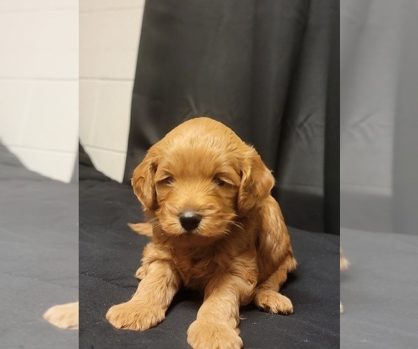 Medium Photo #7  Breeder Profile in BAKERSFIELD, CA, USA
