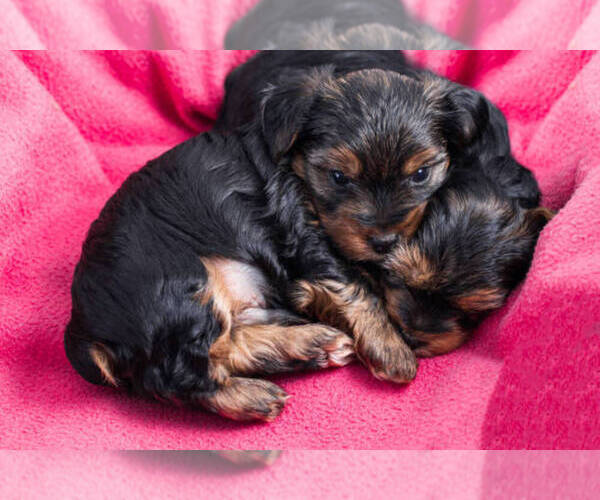 Medium Photo #12  Breeder Profile in TEMPE, AZ, USA