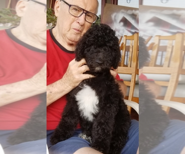 Medium Photo #1  Breeder Profile in KIMBERLING CITY, MO, USA