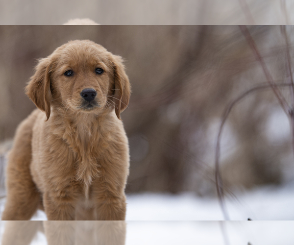 Medium Photo #4  Breeder Profile in ROWLEY, MA, USA