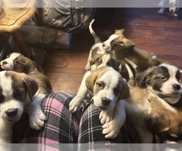 Medium Photo #4  Breeder Profile in CAPON BRIDGE, WV, USA