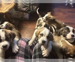 Small #3 Breeder Profile image