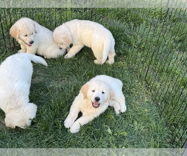 Medium Photo #3  Breeder Profile in HOLLY SPRINGS, NC, USA