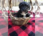 Small #21 Breeder Profile image