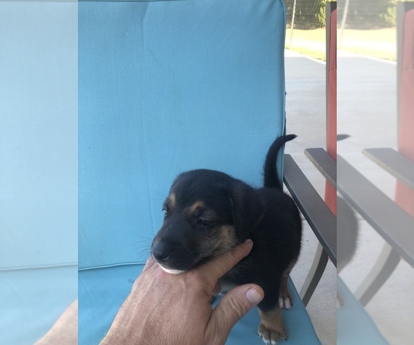 Medium Photo #5  Breeder Profile in WANETTE, OK, USA
