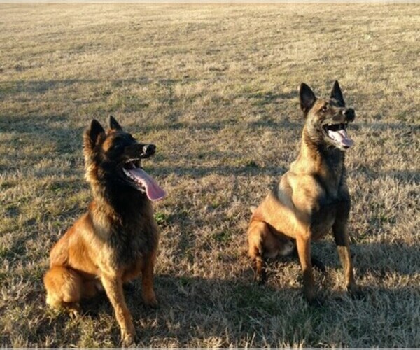 Medium Photo #1  Breeder Profile in QUITMAN, TX, USA