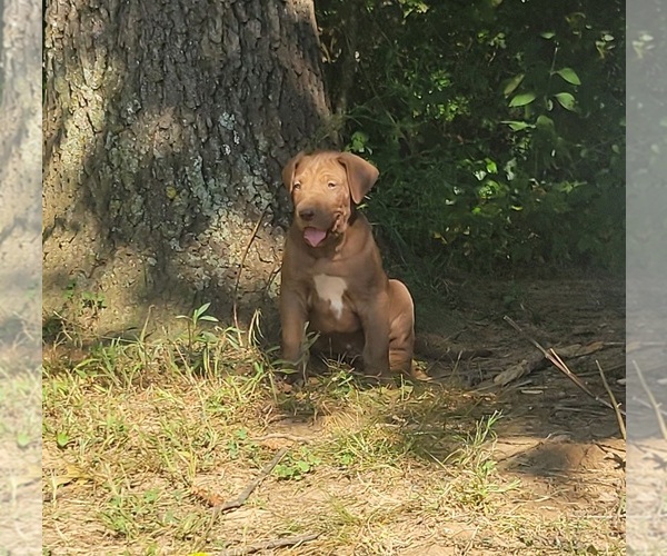 Medium Photo #13  Breeder Profile in HARDINSBURG, IN, USA