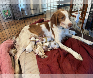 Brittany Dog Breeder in TALLAHASSEE,  USA