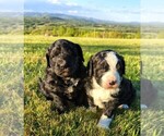 Small breeder photo