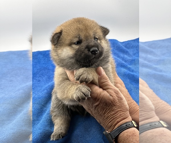 Medium Photo #5  Breeder Profile in WITTMANN, AZ, USA