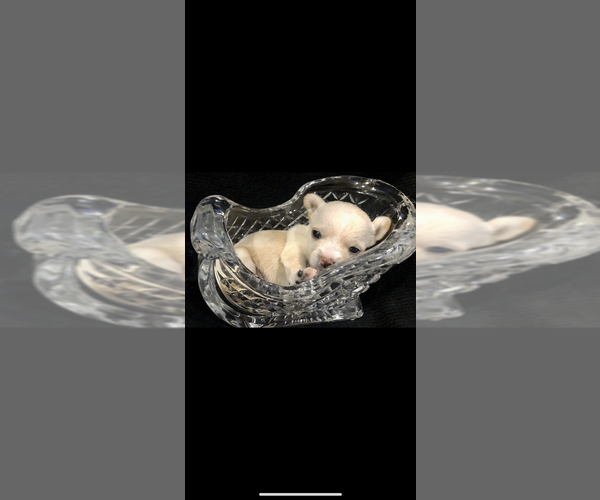 Medium Photo #22  Breeder Profile in SHERMAN, TX, USA