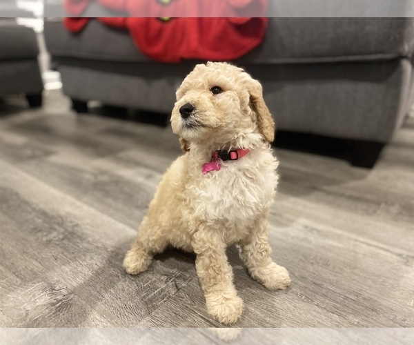 Medium Photo #1  Breeder Profile in BOWLING GREEN, KY, USA