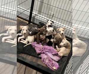 American Pit Bull Terrier Dog Breeder near JERSEY CITY, NJ, USA