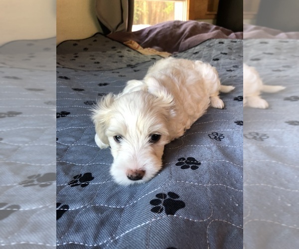 Medium Photo #6  Breeder Profile in EUGENE, OR, USA