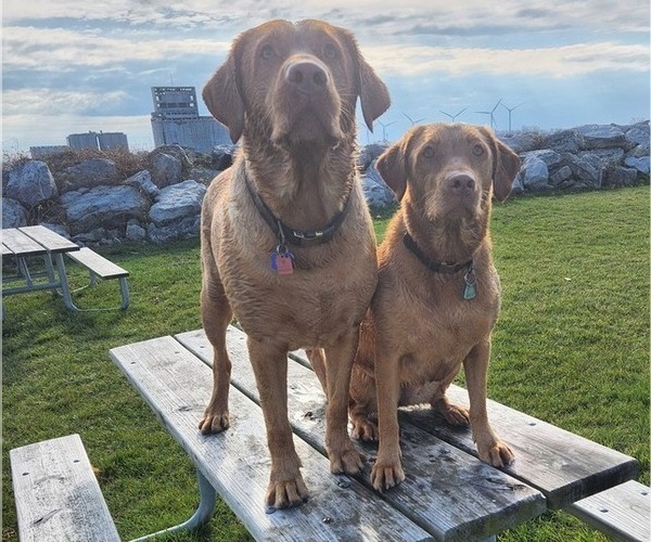 Medium Photo #51  Breeder Profile in BUFFALO, NY, USA