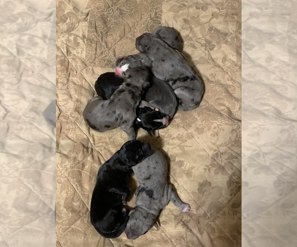 Medium Photo #1  Breeder Profile in NEWCOMERSTOWN, OH, USA