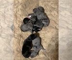 Small breeder photo